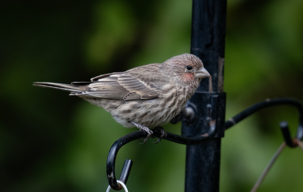 husrosenfink - ML644476824