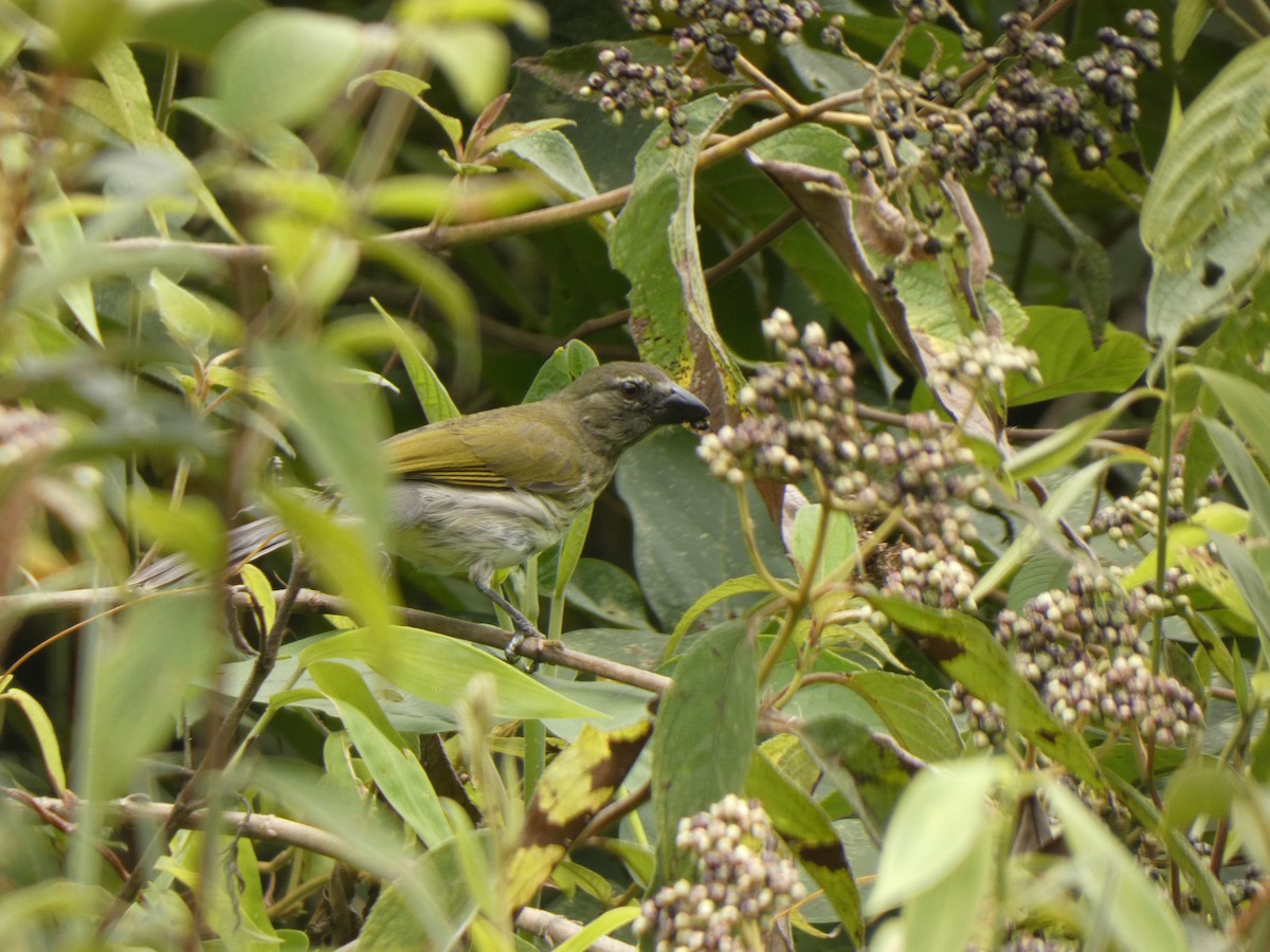 krattsaltator - ML644476825