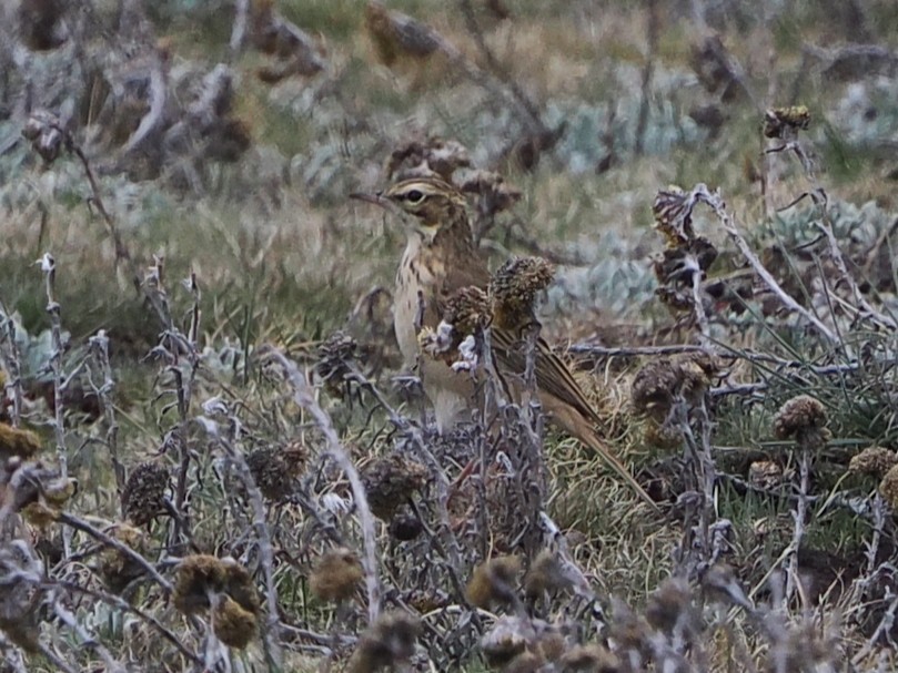 fjellpiplerke - ML644476826