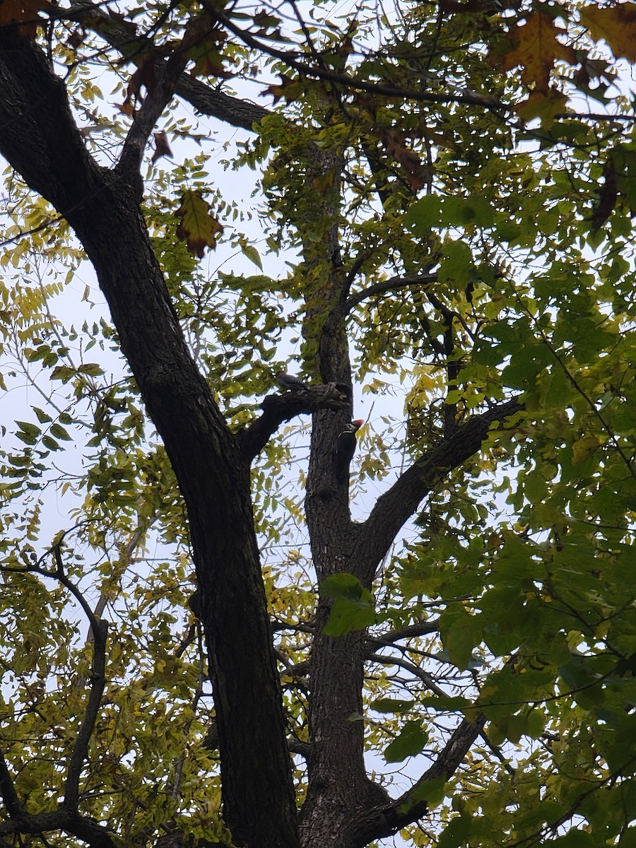 hvitbrynsvartspett - ML644476827