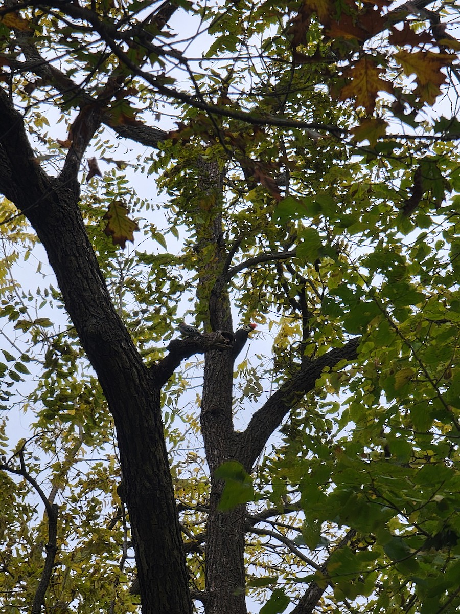 hvitbrynsvartspett - ML644476828