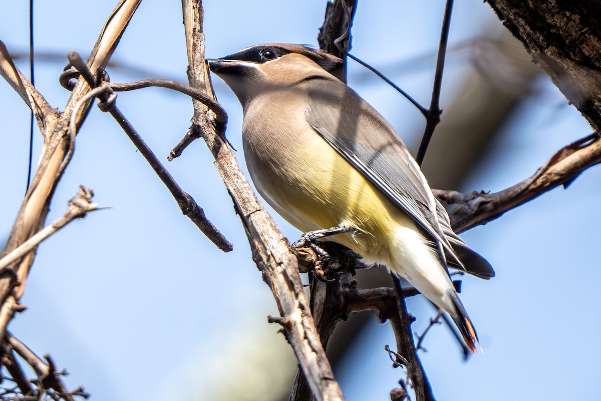 einersidensvans - ML644476829