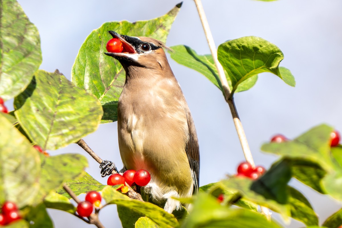 einersidensvans - ML644476830