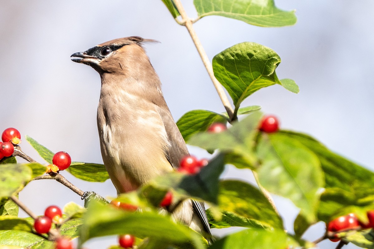 einersidensvans - ML644476831