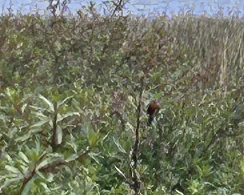 sambospurv - ML644476832