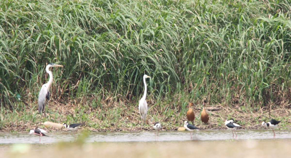 cocoihegre - ML644476834