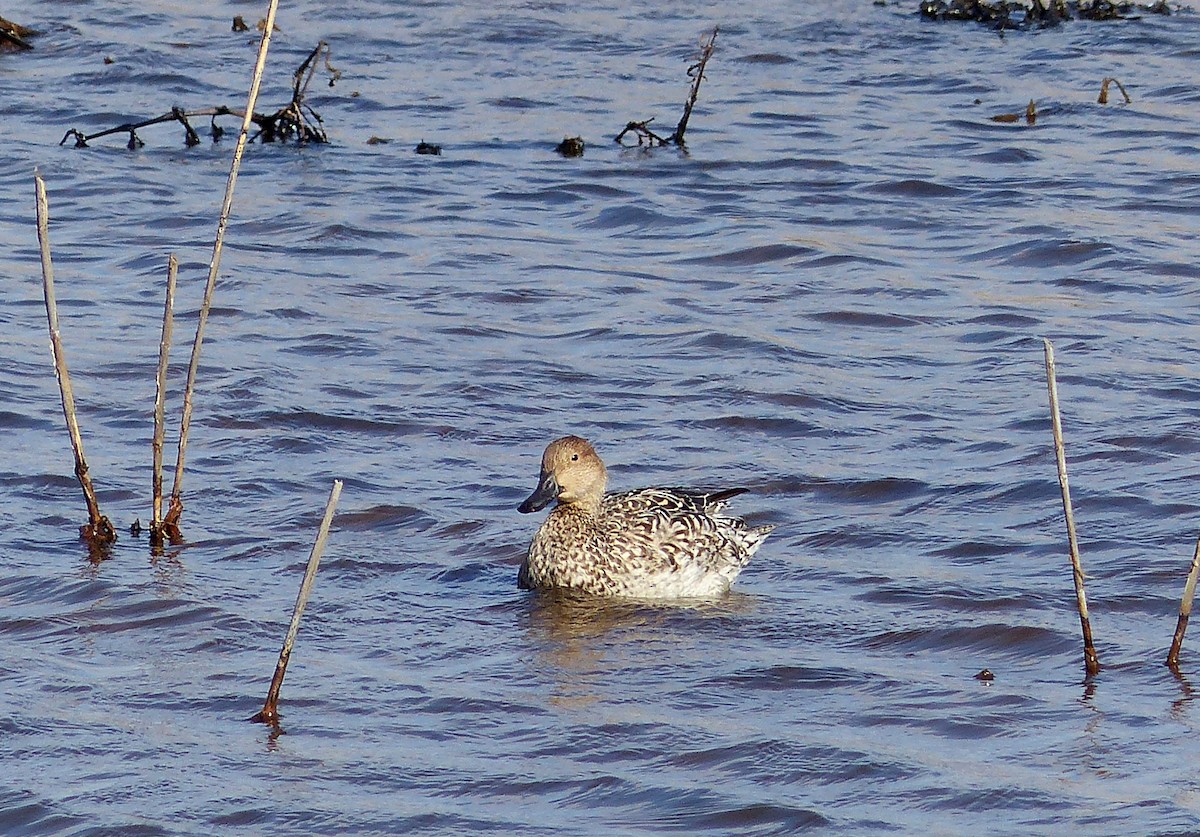 オナガガモ - ML644476835