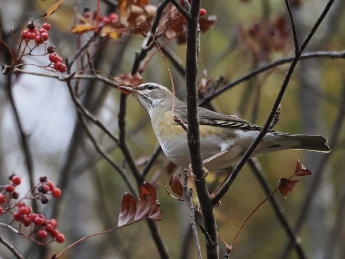 Халиун хөөндэй - ML644476841