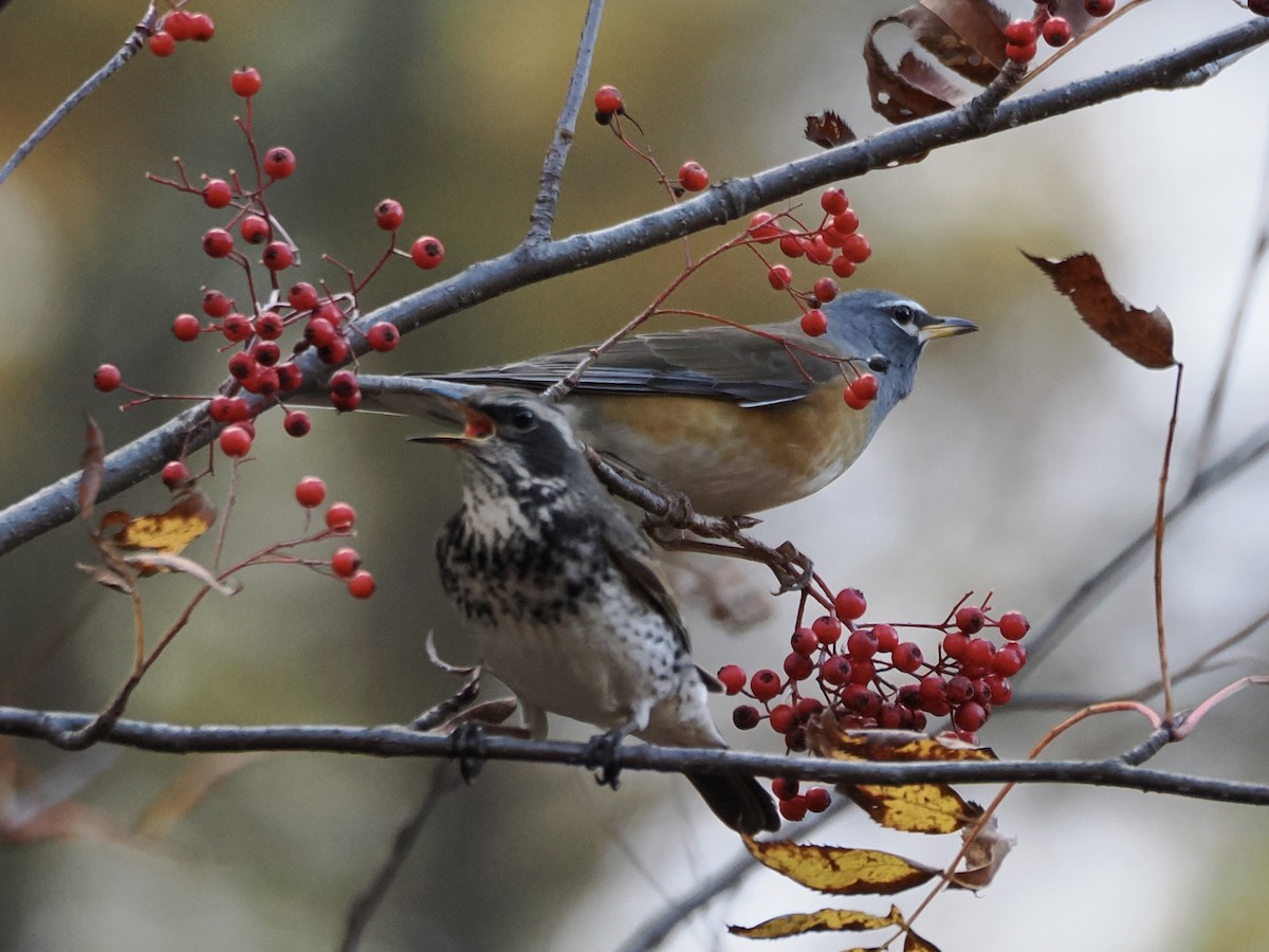 Халиун хөөндэй - ML644476842