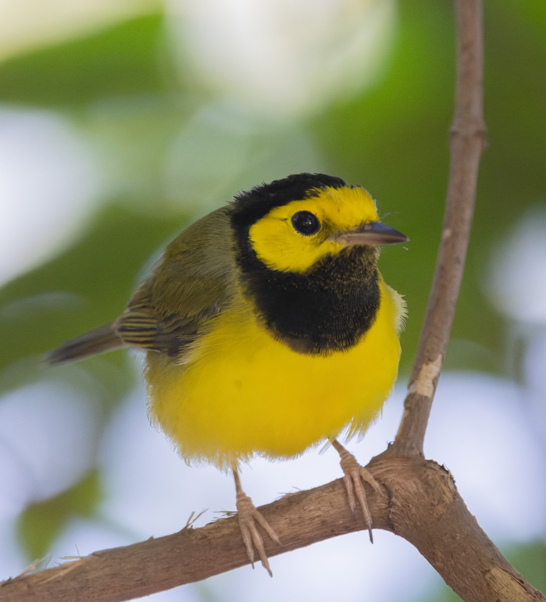 Болотянка чорногорла - ML644476843