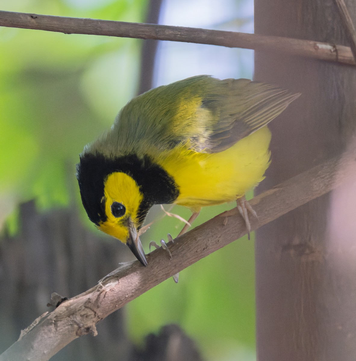 Болотянка чорногорла - ML644476844