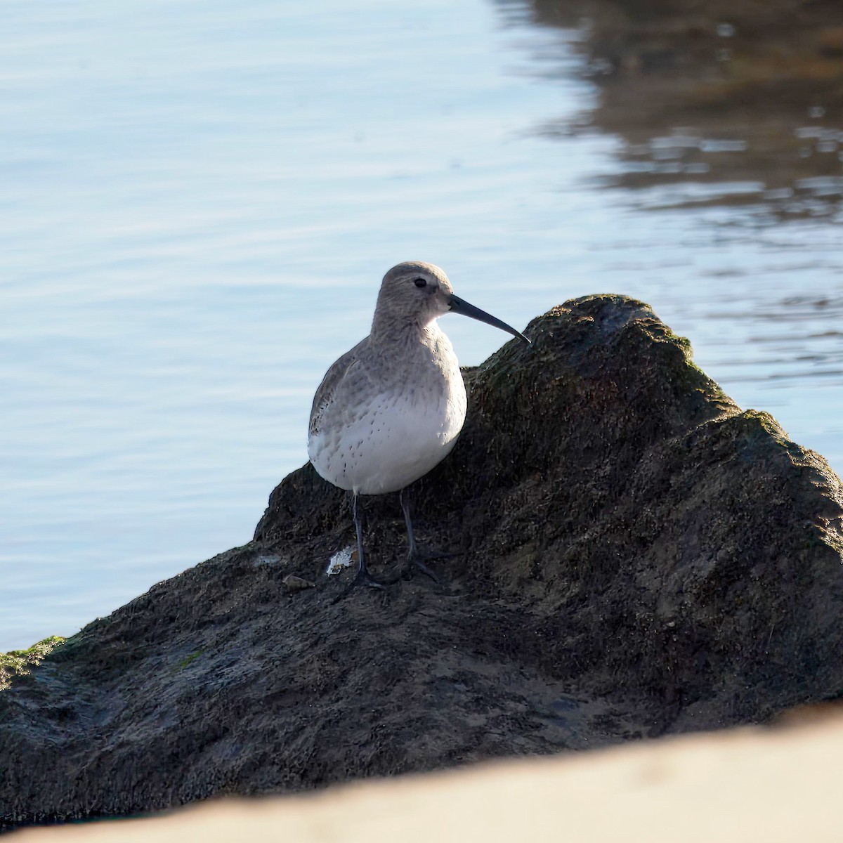 Чернозобик - ML644476846