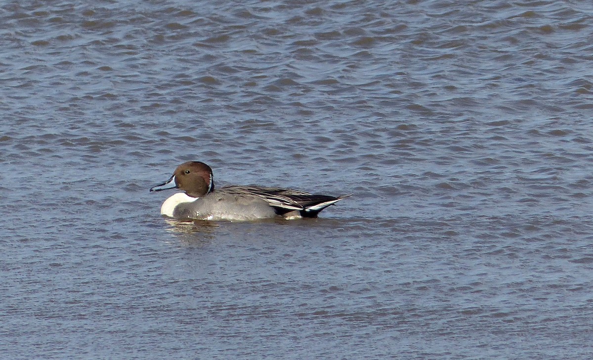 オナガガモ - ML644476850