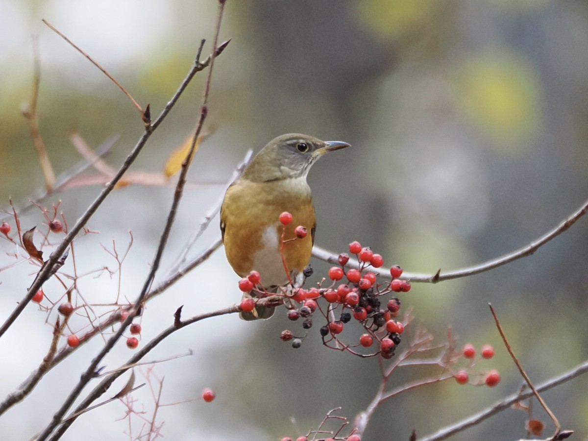 brunhodetrost - ML644476853