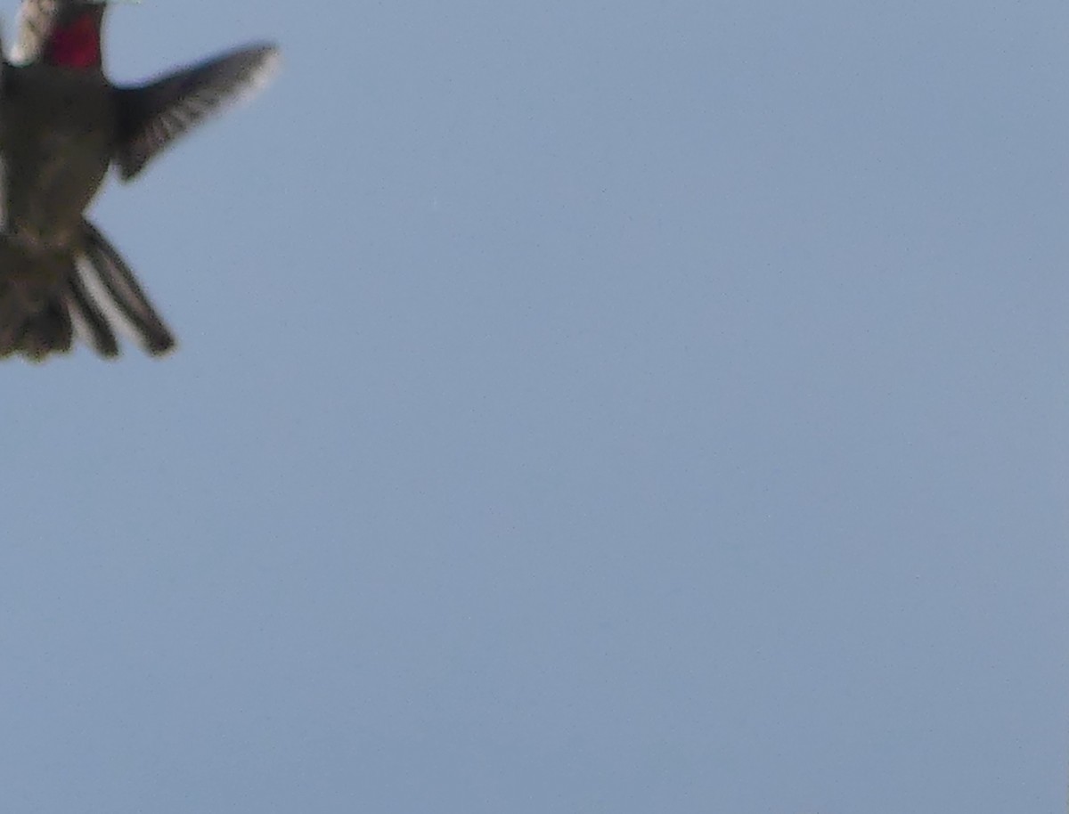 Anna's Hummingbird - ML644476854