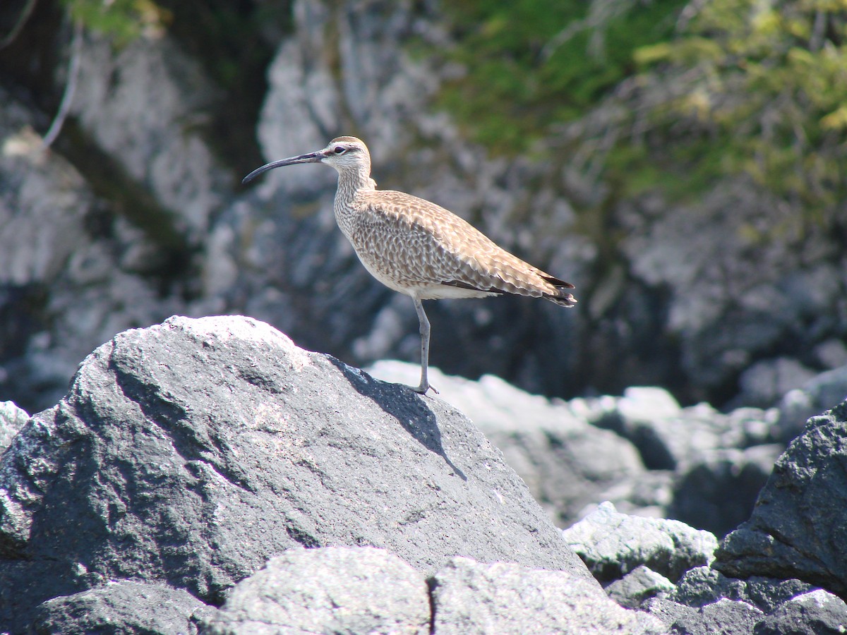 アメリカチュウシャクシギ - ML644476855