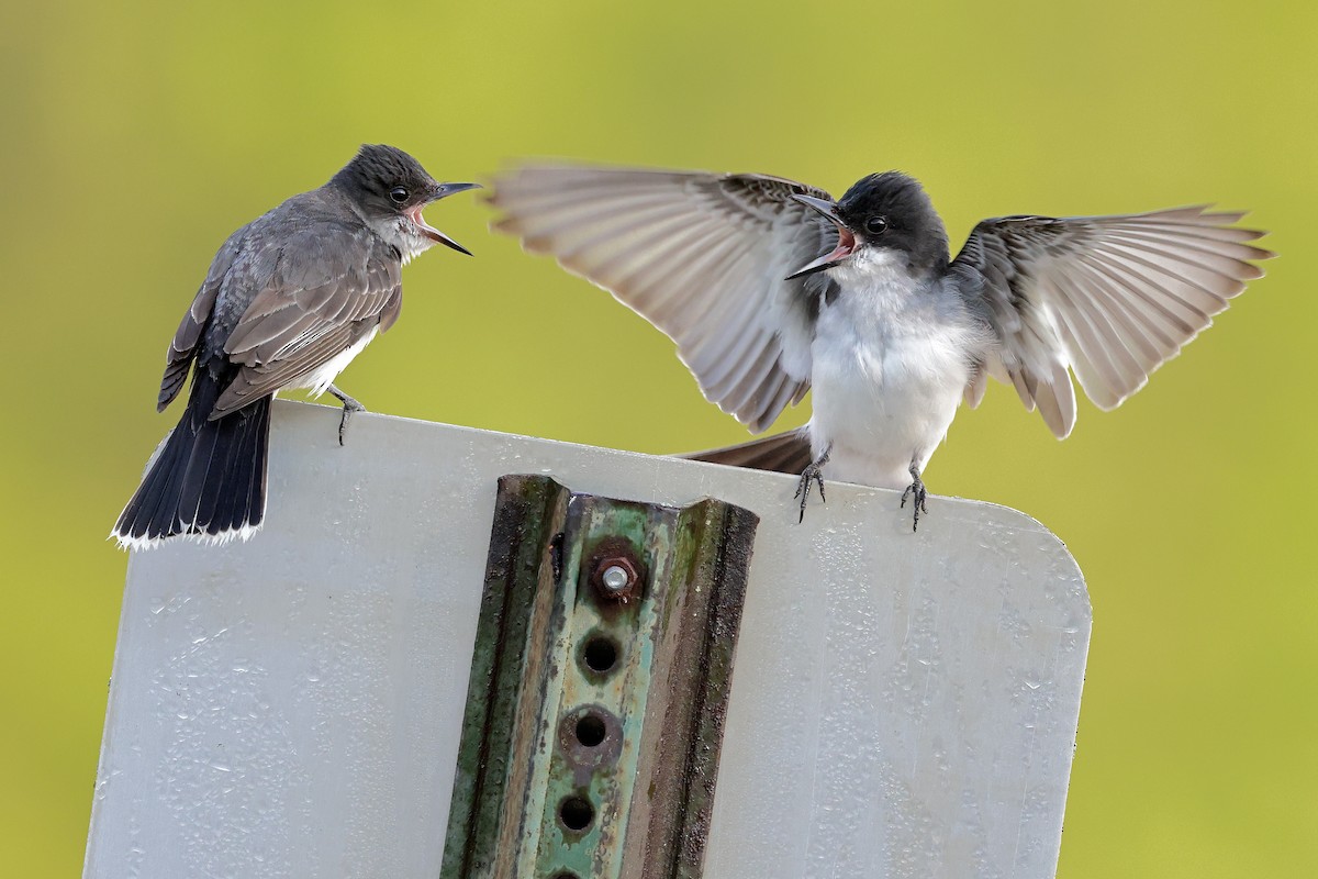 Eastern Kingbird - ML644476860