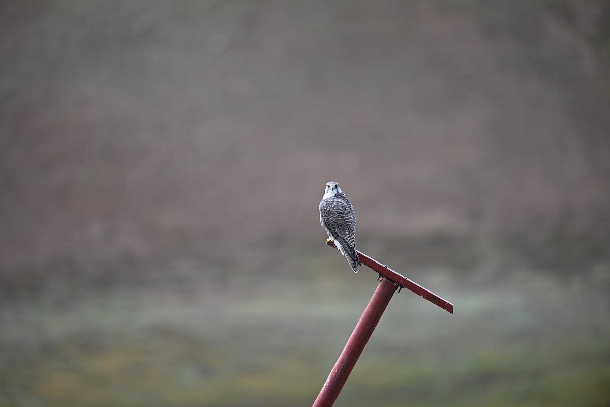 Балобан - ML644476877