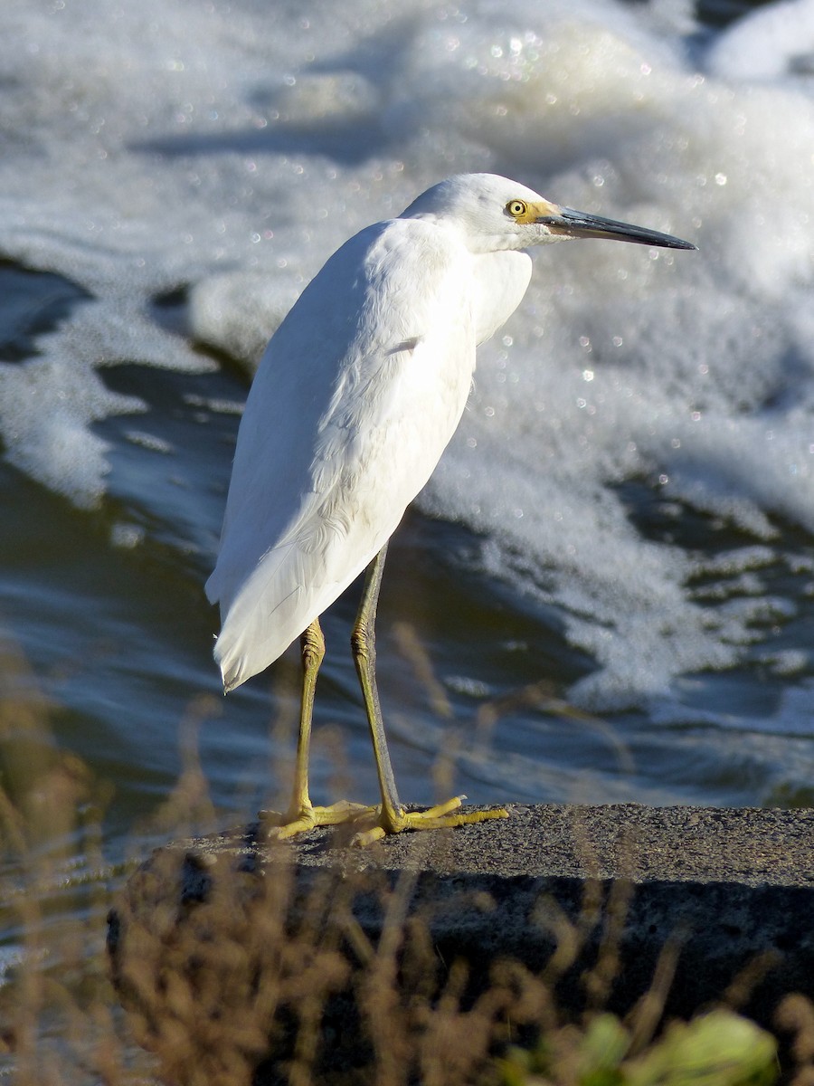 ユキコサギ - ML644476881