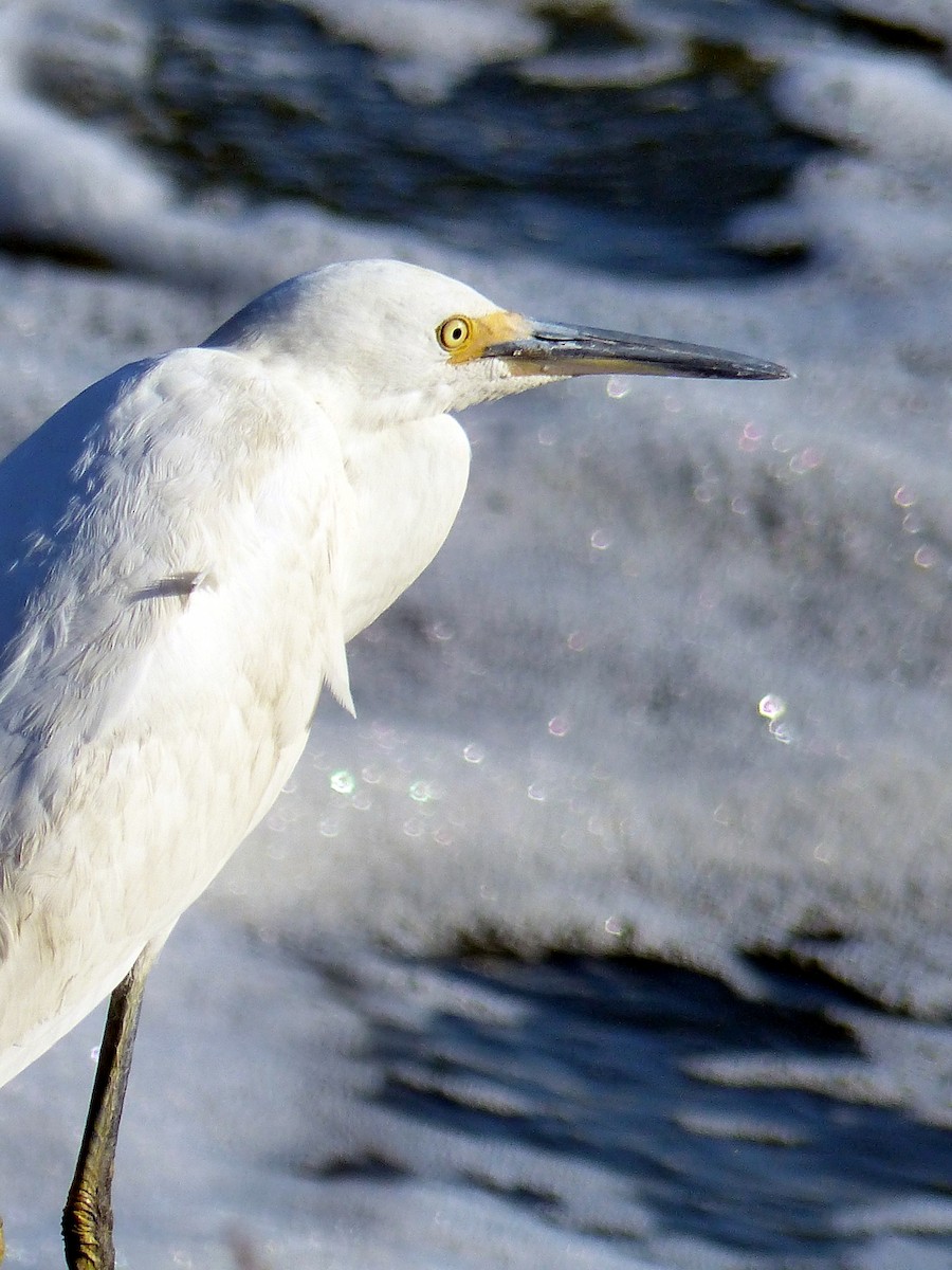 ユキコサギ - ML644476884