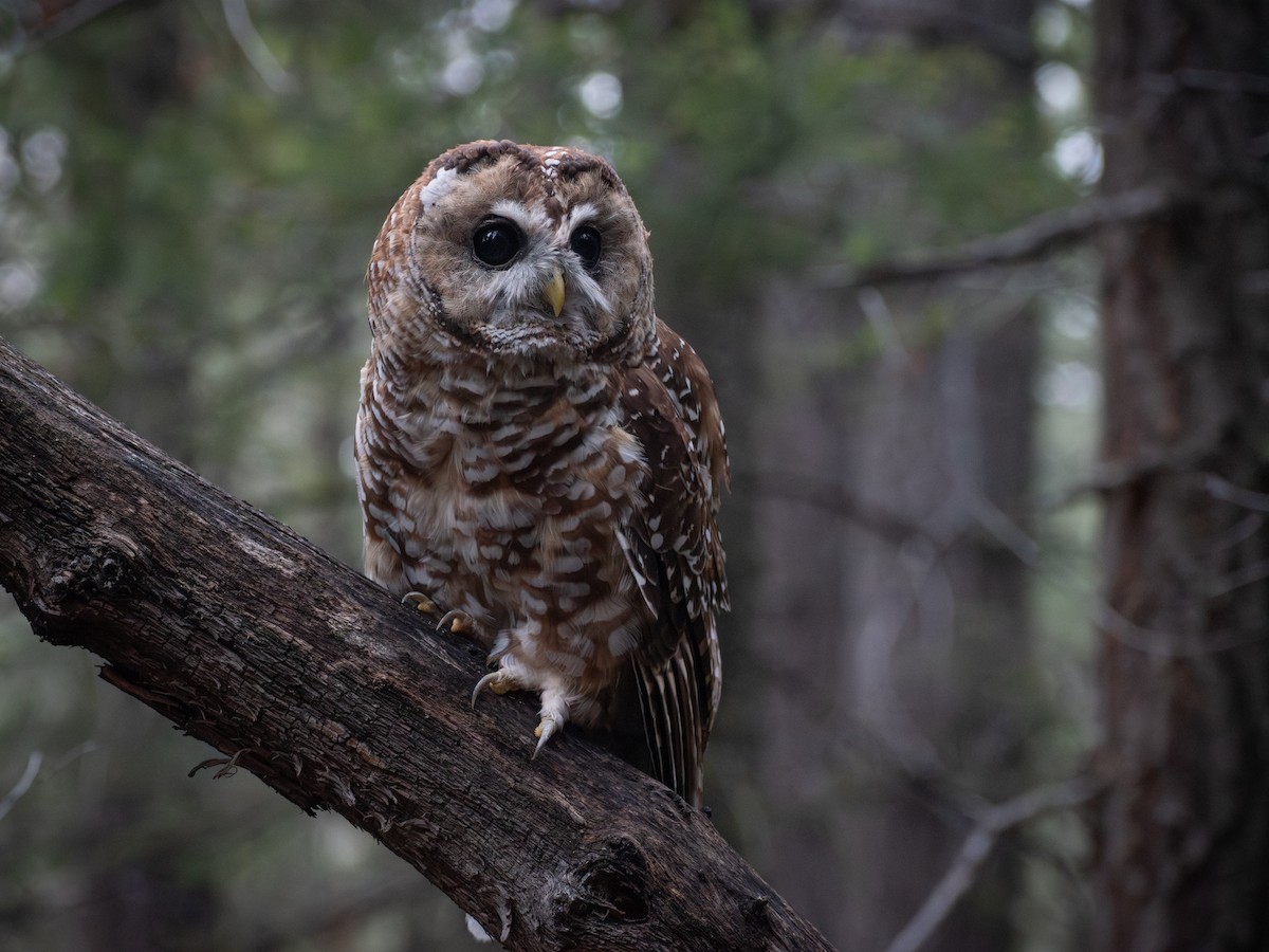 Chouette tachetée (lucida) - ML644476885