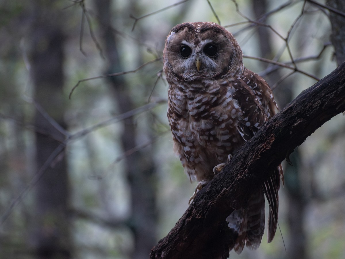 Chouette tachetée (lucida) - ML644476886