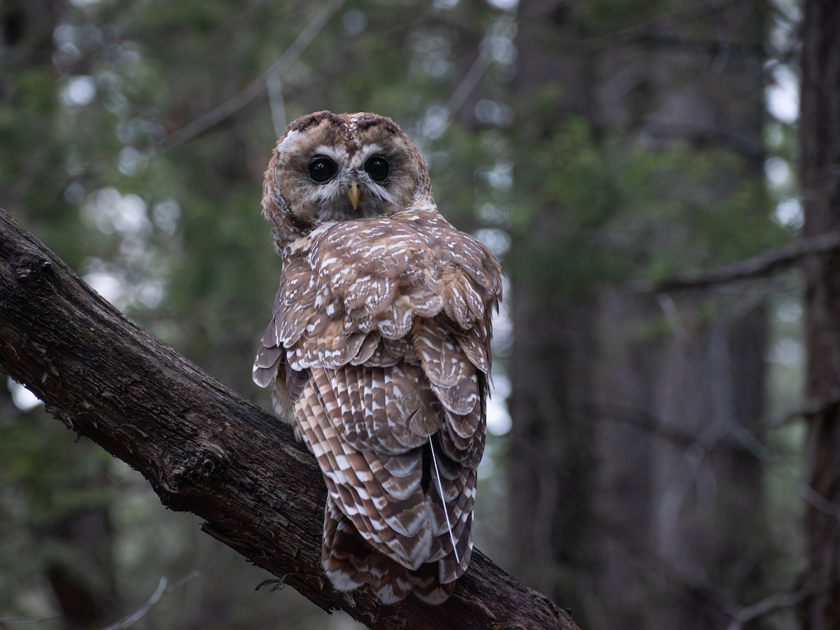 Chouette tachetée (lucida) - ML644476887