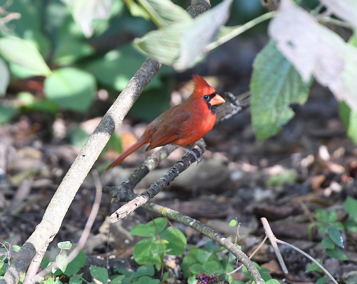 Northern Cardinal - ML644476892