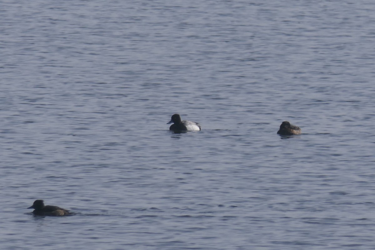 Lesser Scaup - ML644476895