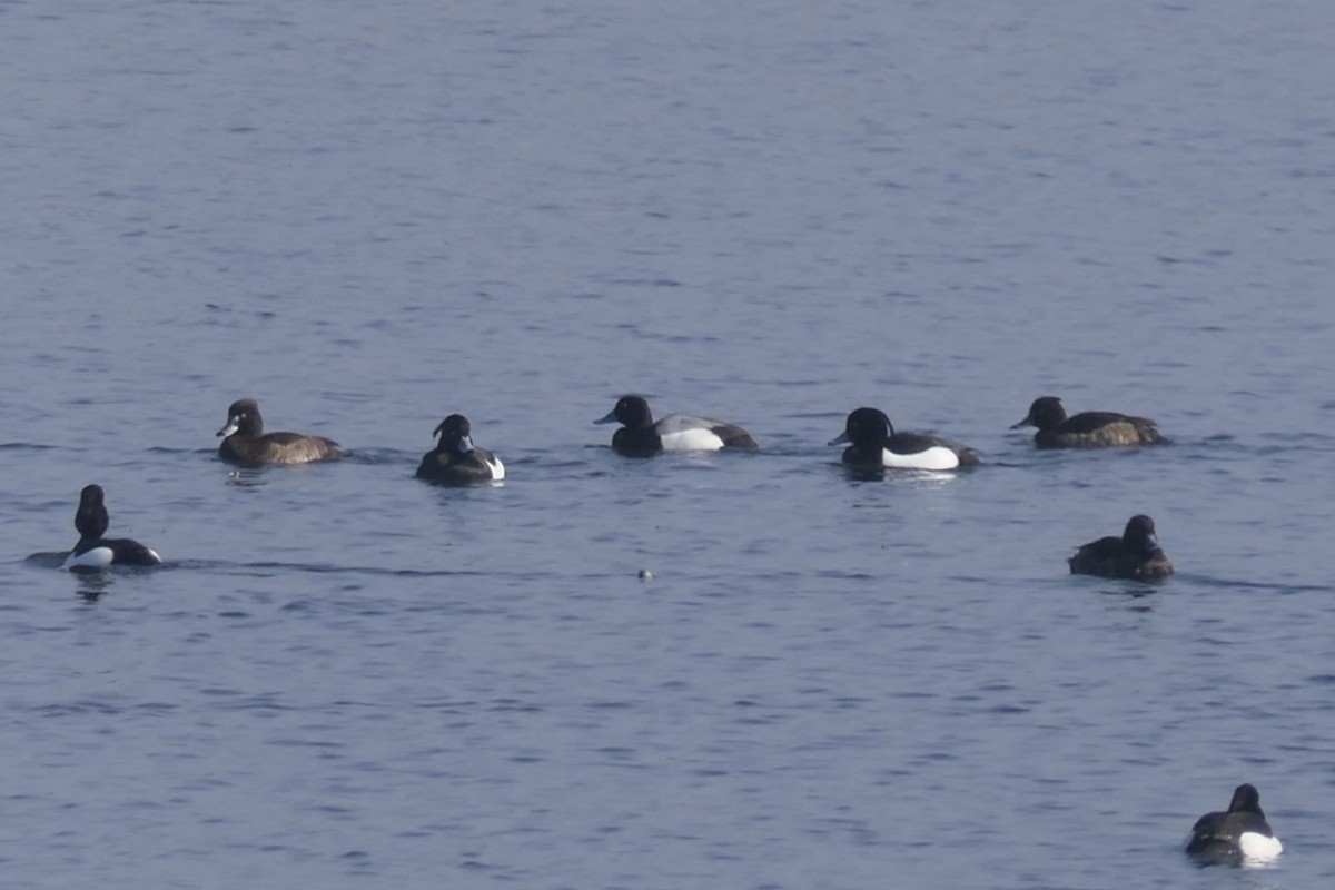 Lesser Scaup - ML644476897