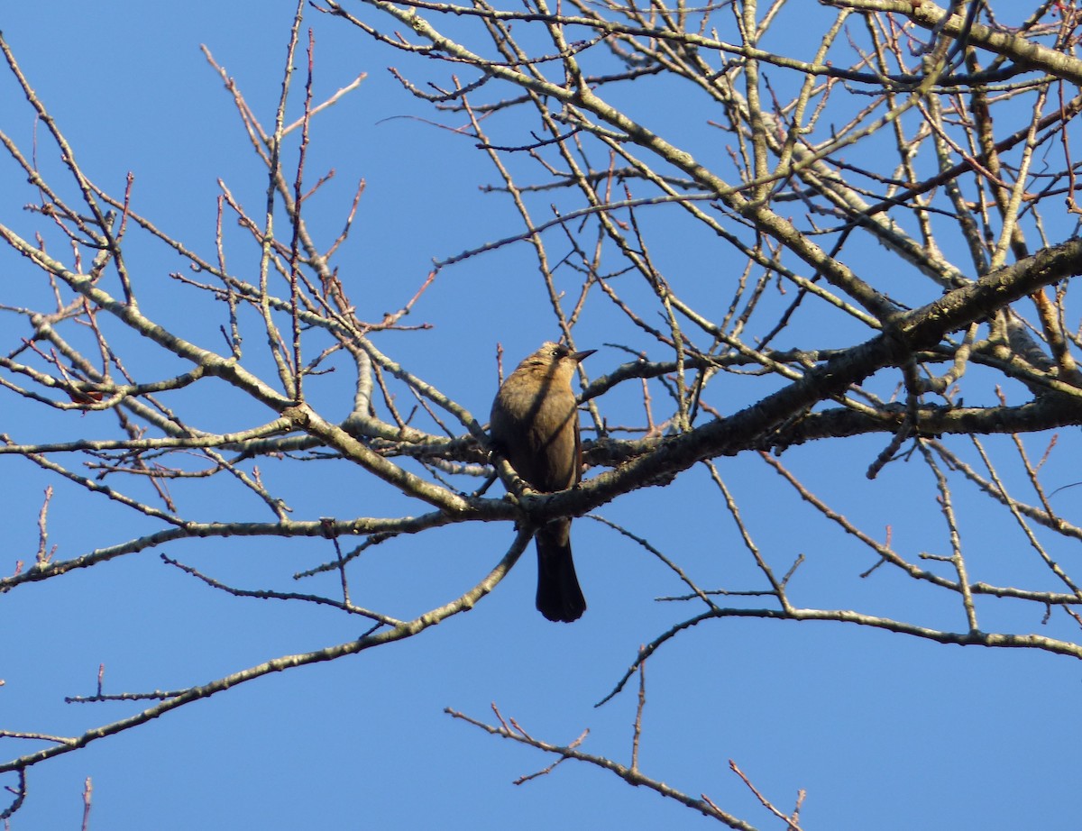 クロムクドリモドキ - ML644476902