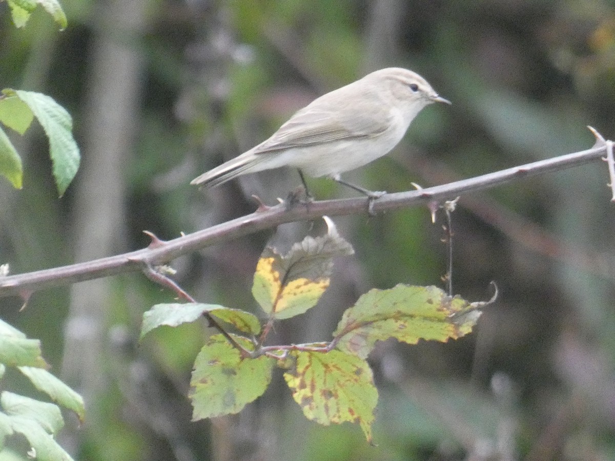Common Chiffchaff (Siberian) - ML644476905