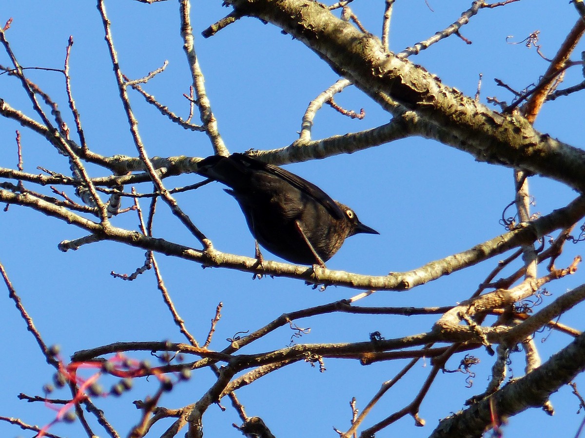 クロムクドリモドキ - ML644476906