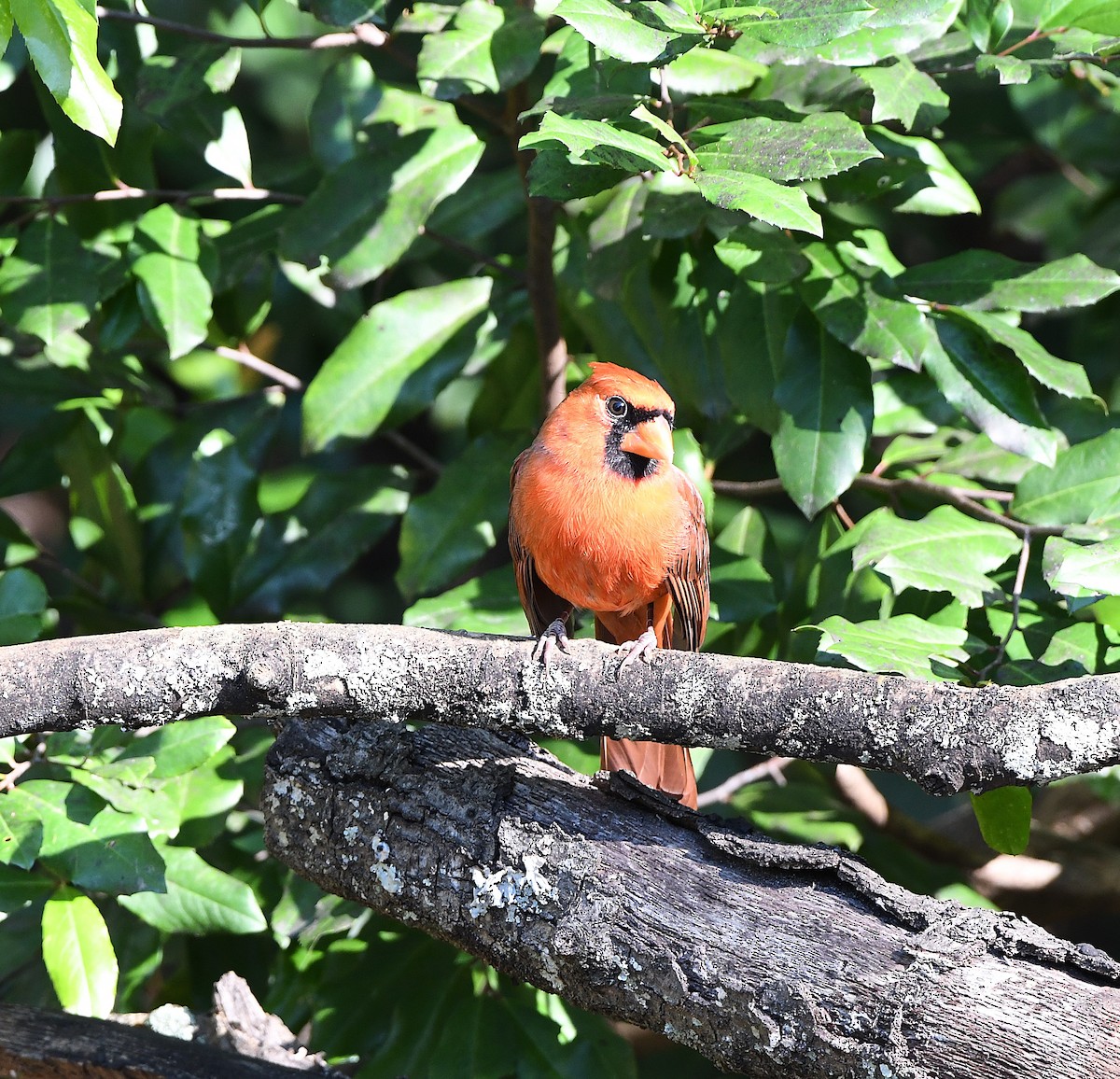 Northern Cardinal - ML644476908