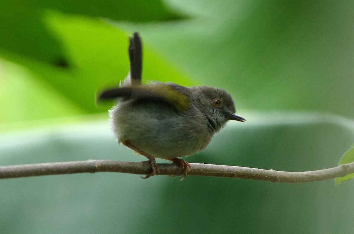 ミドリコムシクイ - ML644476909