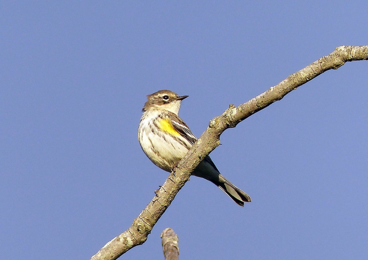 キヅタアメリカムシクイ - ML644476917