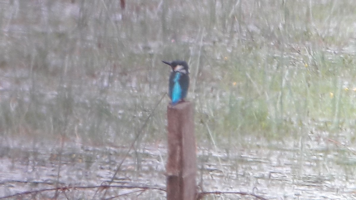 Common Kingfisher - ML644476920