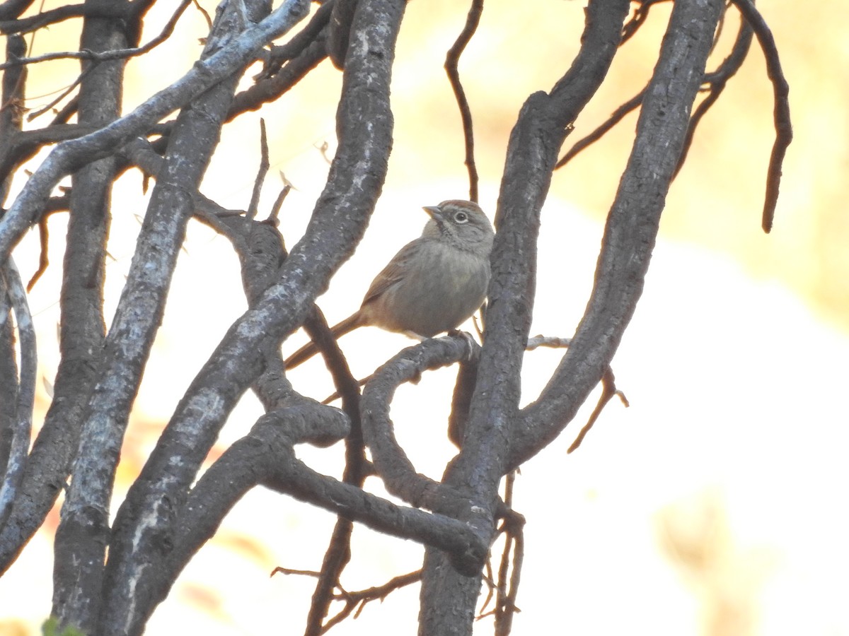Rufous-crowned Sparrow - ML644476921