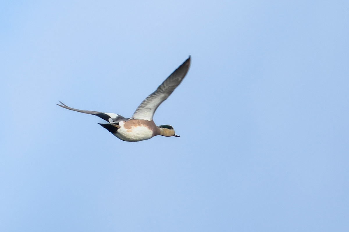 American Wigeon - ML644476922