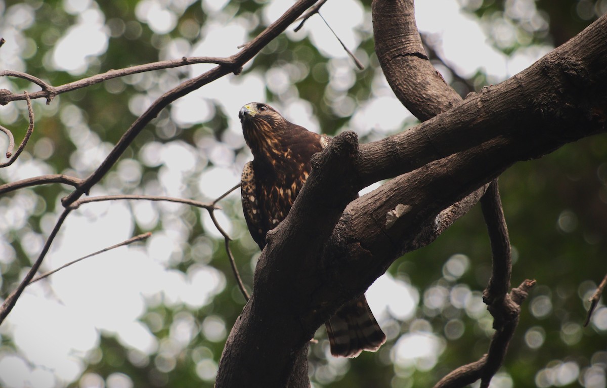 Short-tailed Hawk - ML644476923