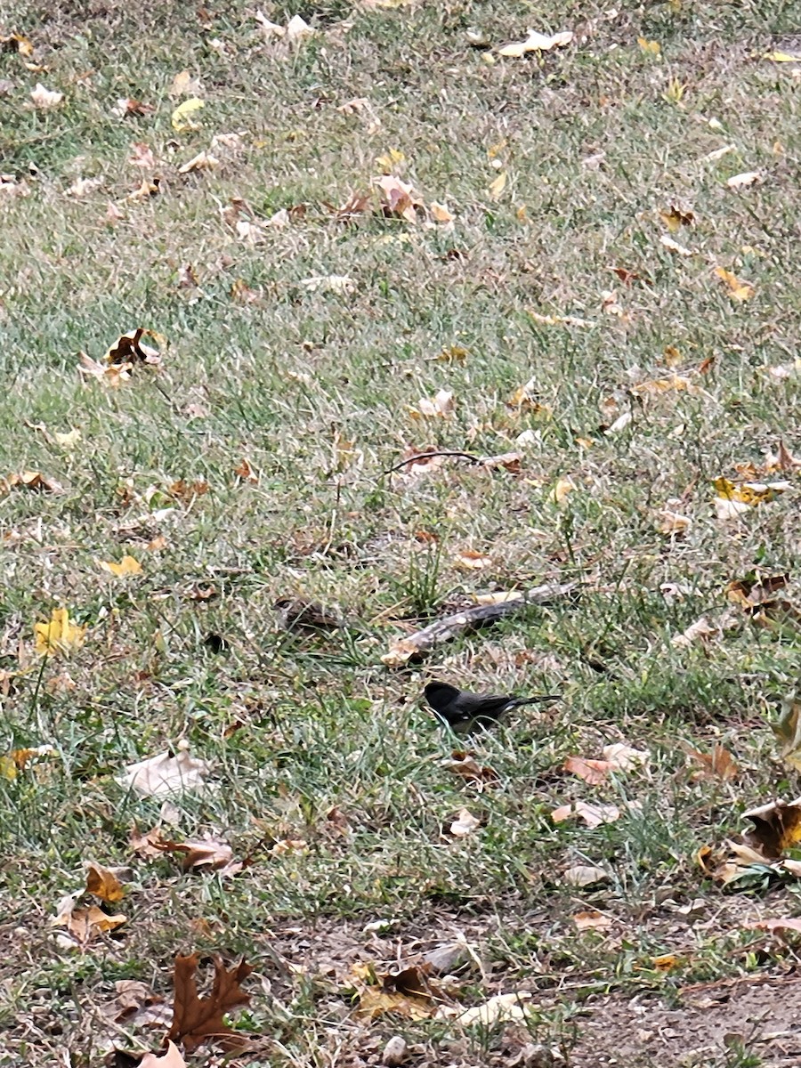 Chipping Sparrow - ML644476924