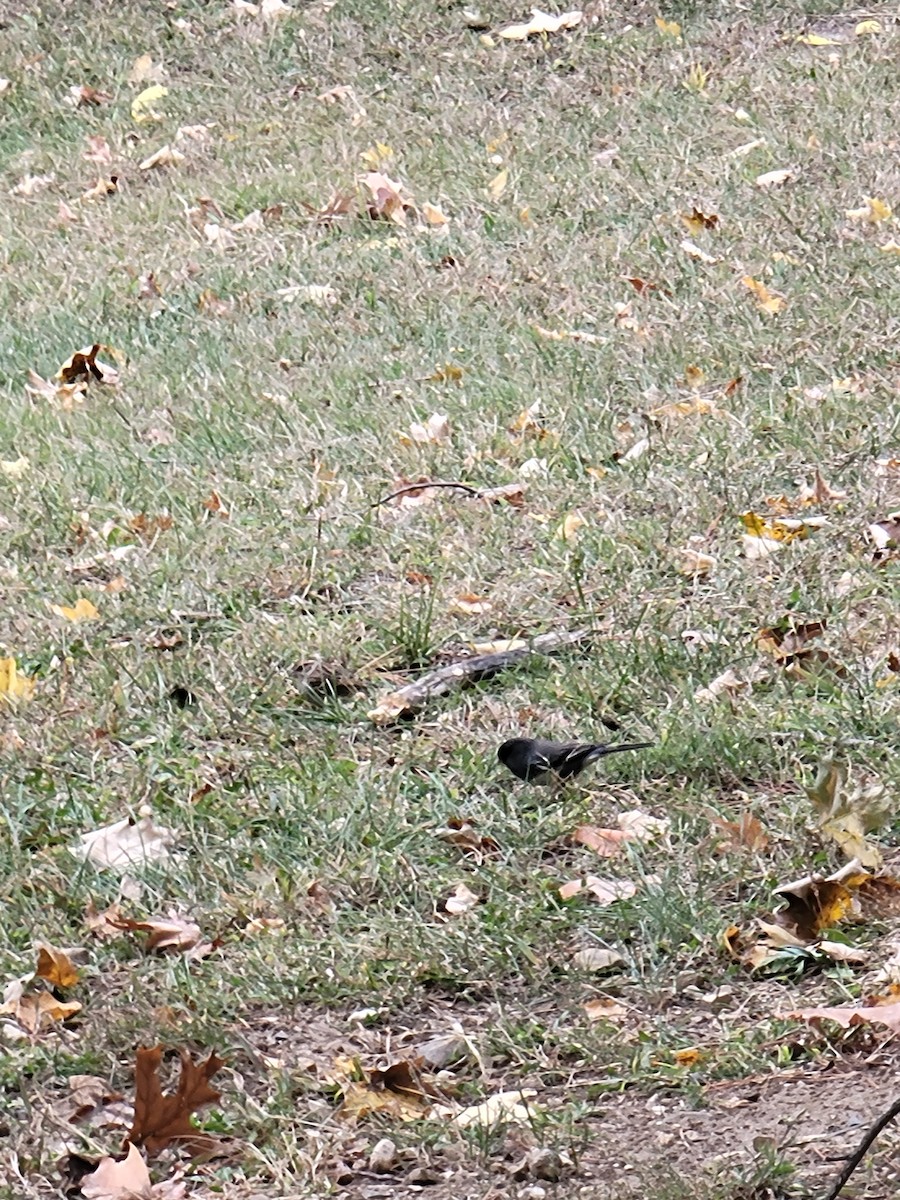 Chipping Sparrow - ML644476925