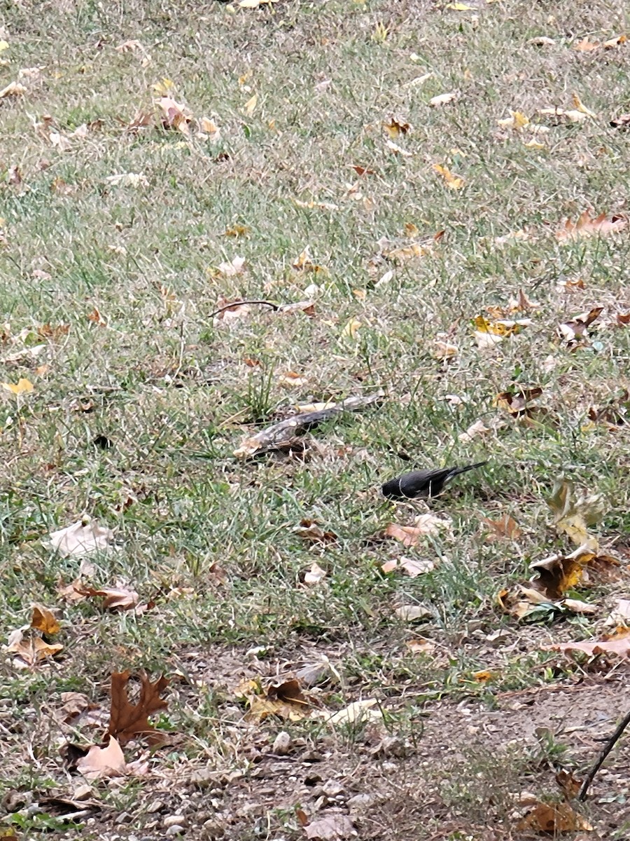 Chipping Sparrow - ML644476926