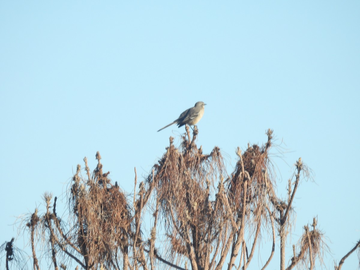 Northern Mockingbird - ML644476928