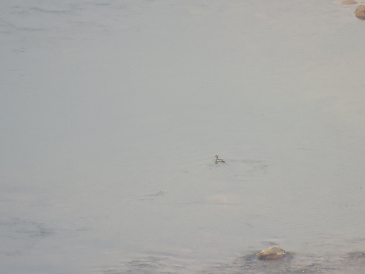 Mallard - ML644476929