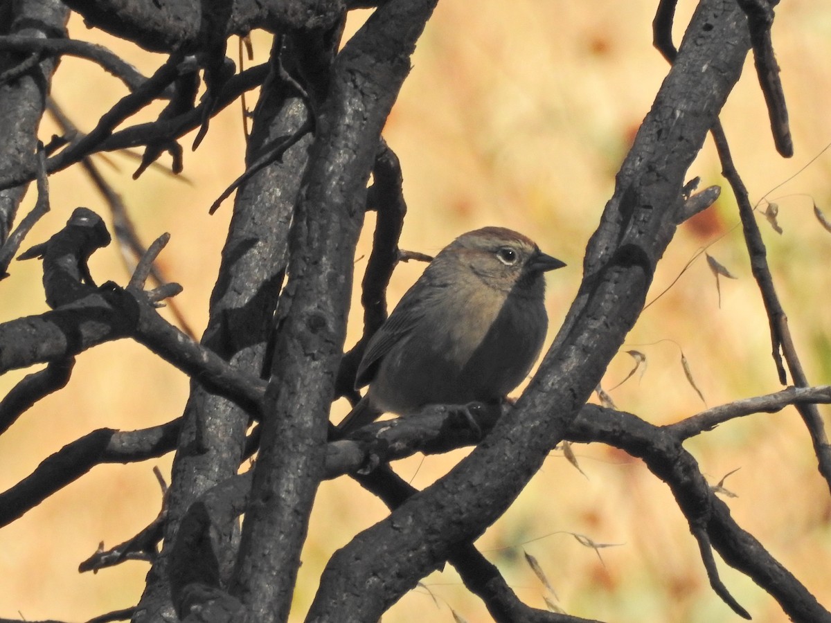 Rufous-crowned Sparrow - ML644476930