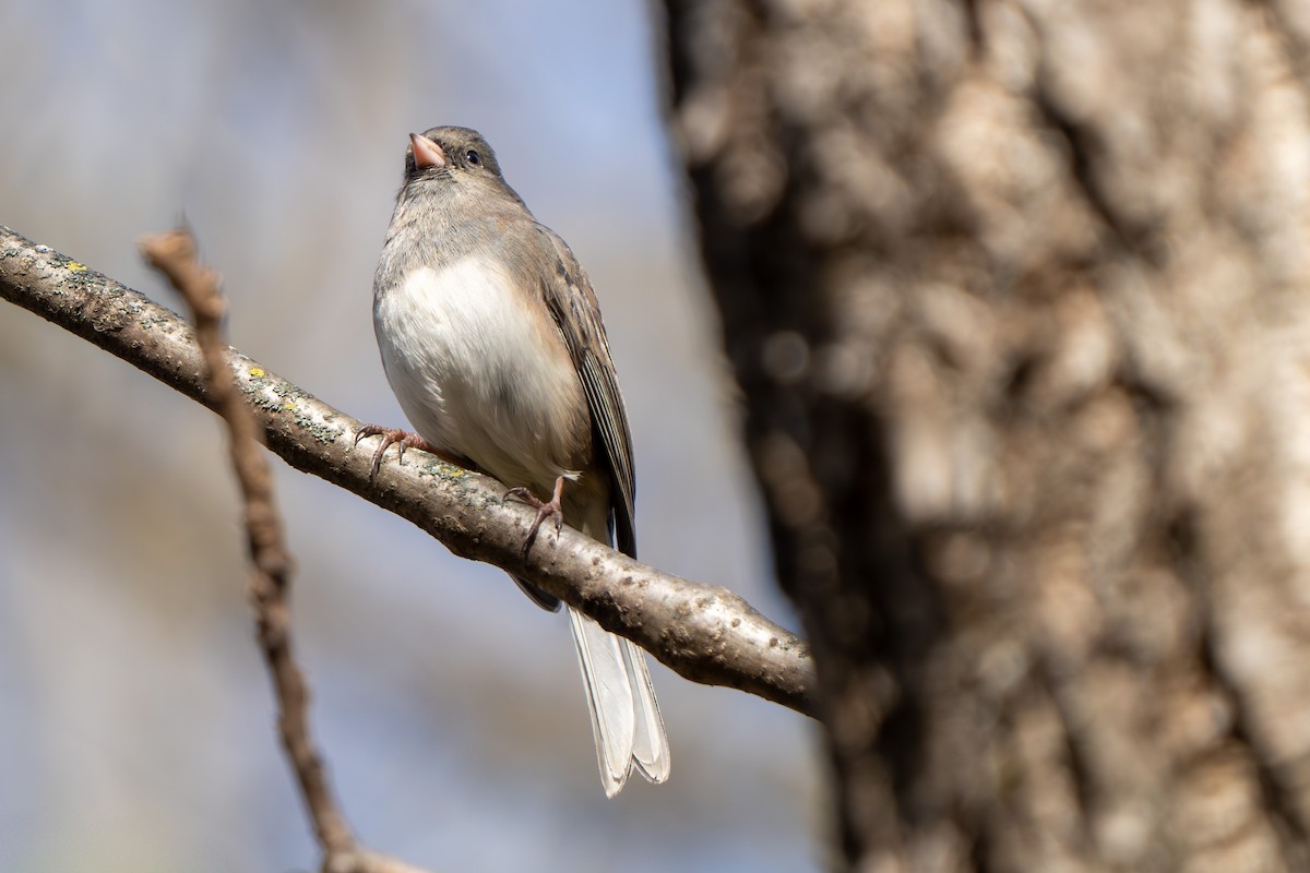 Dark-eyed Junco - ML644476931
