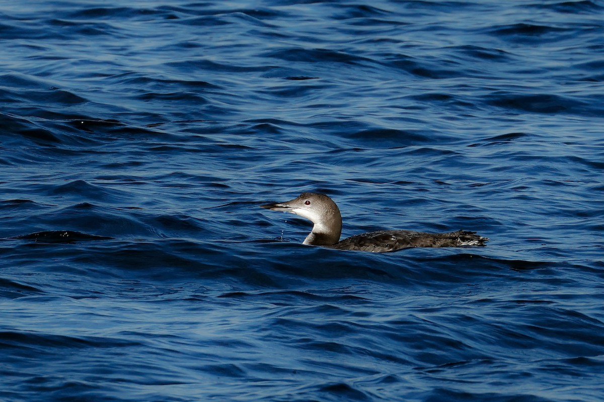 Common Loon - ML644476932