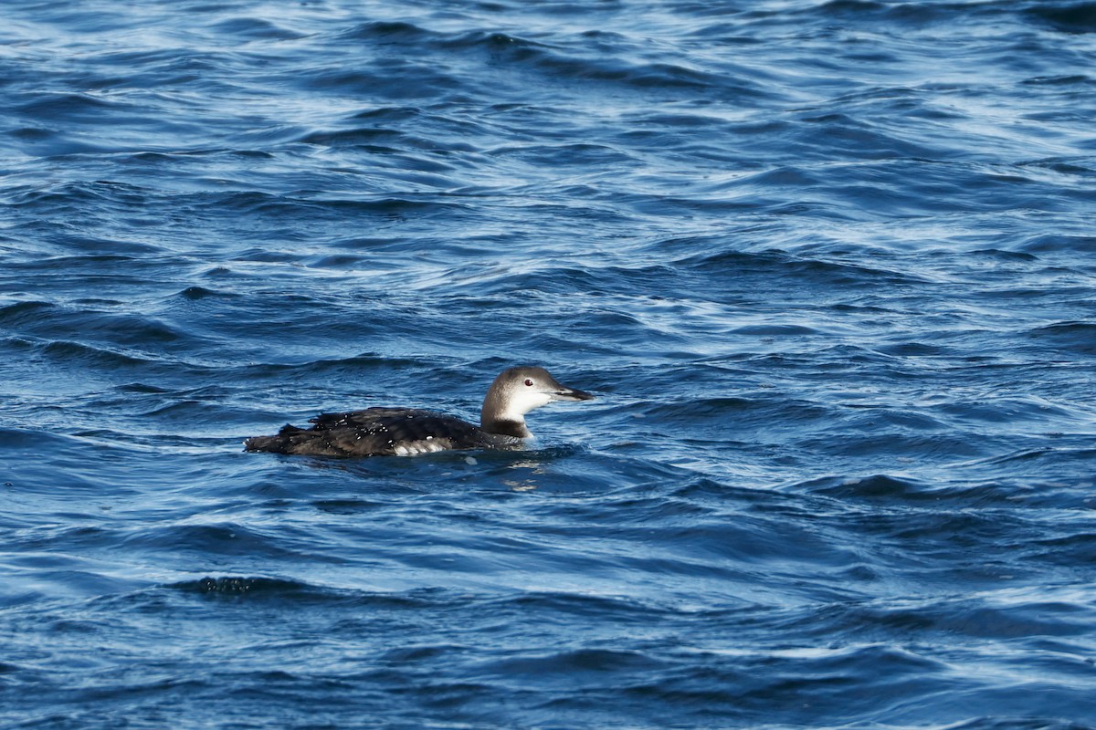 Common Loon - ML644476933