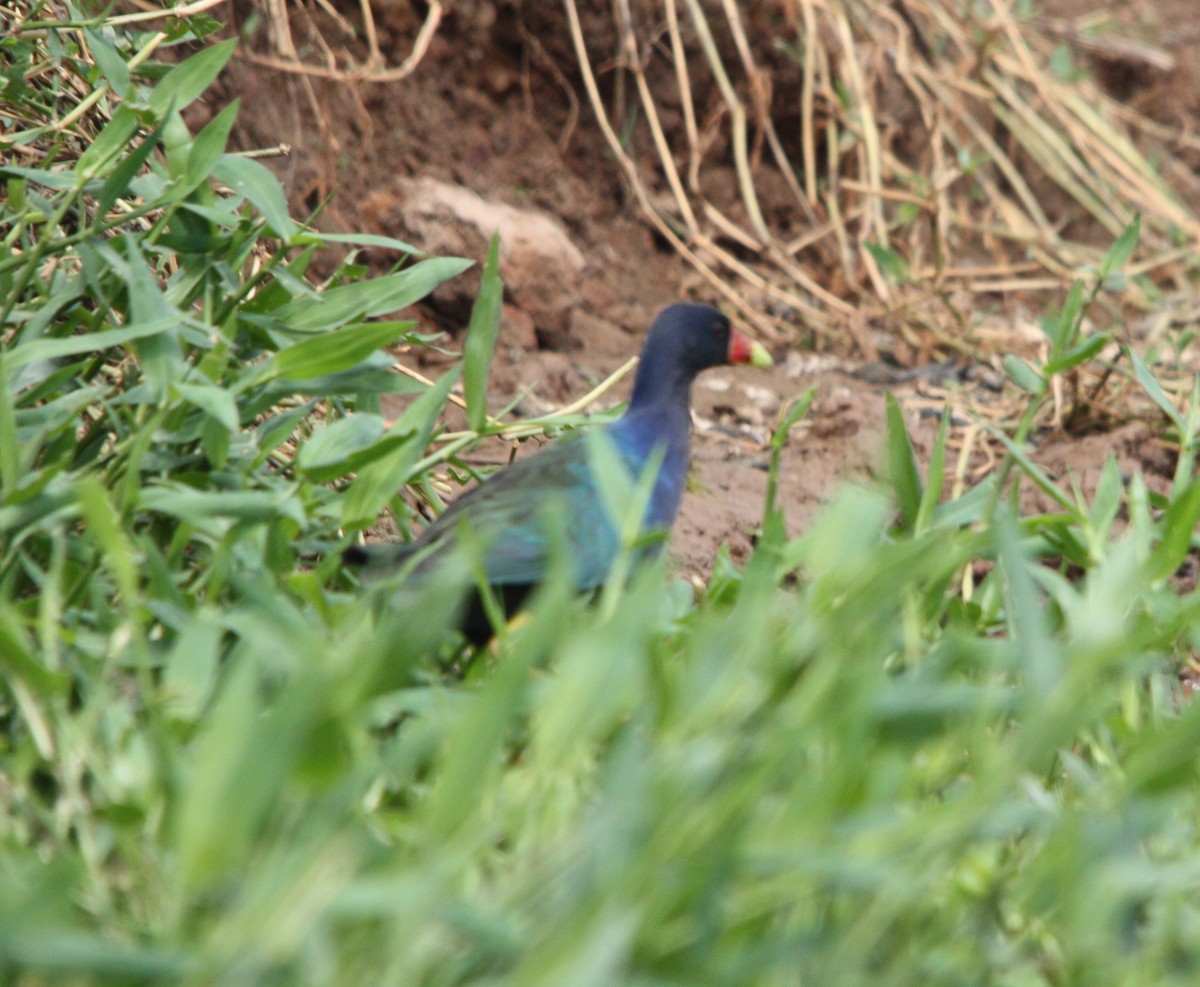 Purple Gallinule - ML644476935